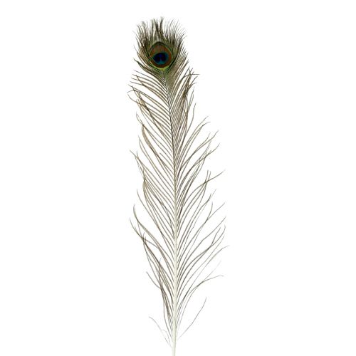 Floristik24 Pauwenveren decoratie echte vogelveren lang 70cm 16 st