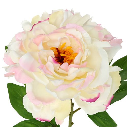 Floristik24 Pioen Crème-Roze 78cm