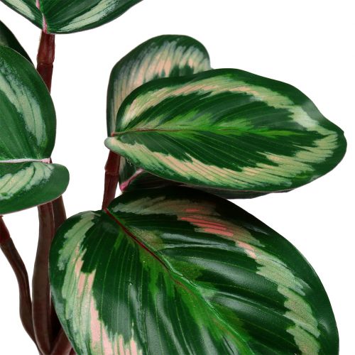 Floristik24 Plant tropisch groen, roze 20cm