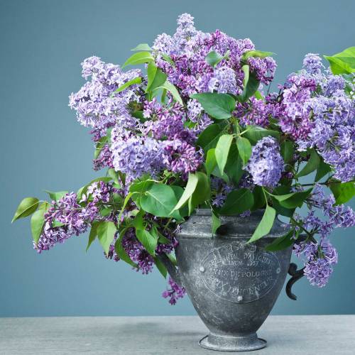 Floristik24 Plantenbak Vintage Ø20cm H35cm