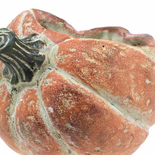 Floristik24 Pompoen voor opplant Oranje 19×15×16cm
