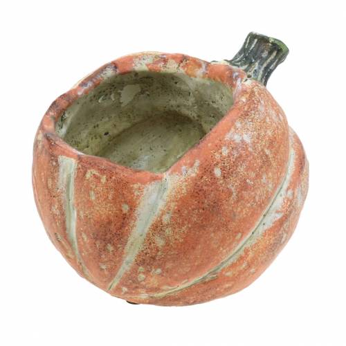 Floristik24 Pompoen voor opplant Oranje 19×15×16cm