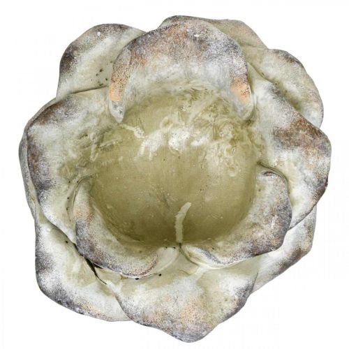 Floristik24 Rozenbloesem voor opplant, rouwbloemen, steenroos, betondecoratie grijs, abrikoos, violet Ø11cm L22cm H9cm