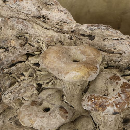 Artikel Plantenbak van gegoten steen met paddenstoelen 36×18×12,5 cm
