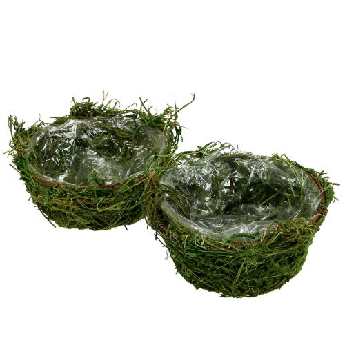 Floristik24 Plantenschaal met mos Ø16cm H9cm - 10cm groen 3st