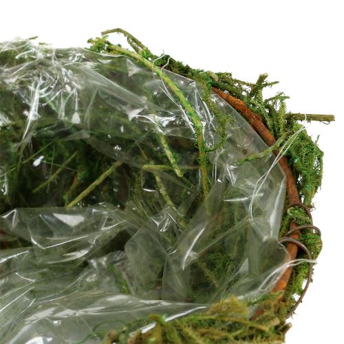 Floristik24 Plantenschaal met mos Ø16cm H9cm - 10cm groen 3st