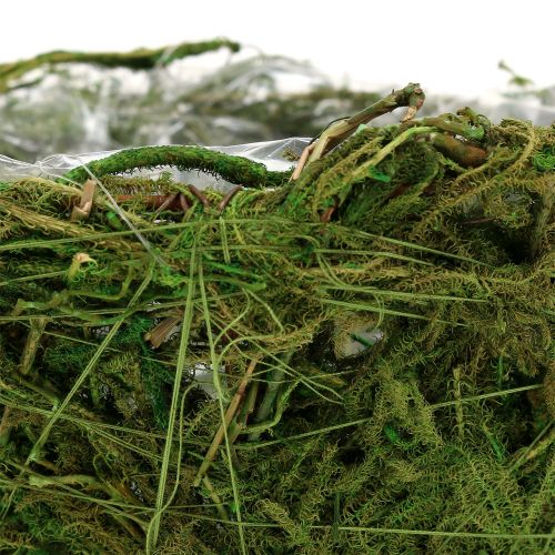 Floristik24 Plantenschaal met mos Ø16cm H9cm - 10cm groen 3st