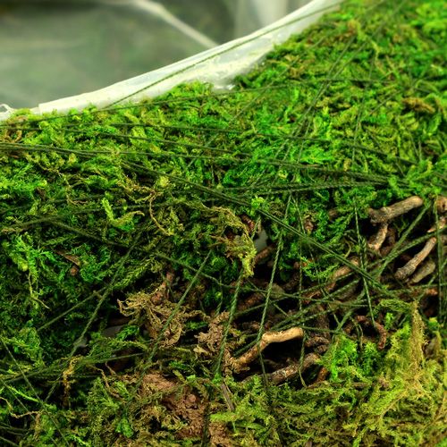 Floristik24 Plantschaal mos met wijnstok Ø 25cm