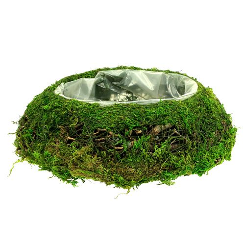 Floristik24 Plantschaal mos met wijnstok Ø 25cm