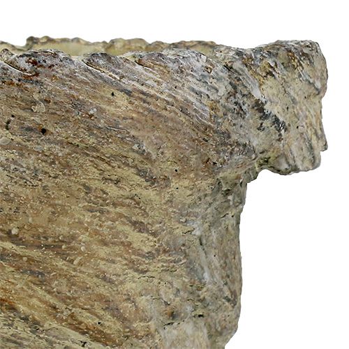 Floristik24 Plantpot boomstam Ø11.5cm H14cm 2st