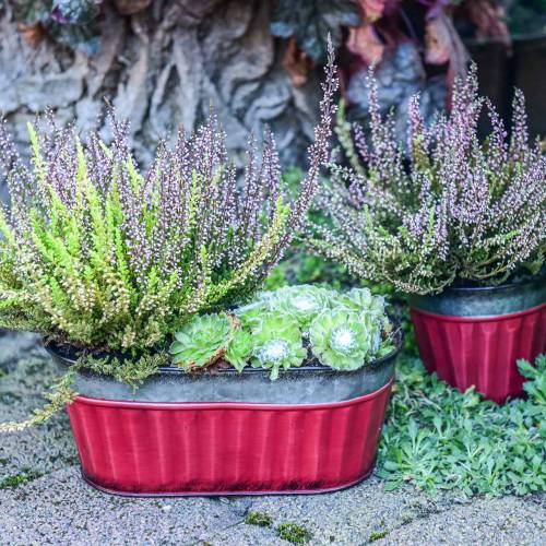 Floristik24 Bloempot ovaal rood, zilver zink 26 × 13cm H11cm