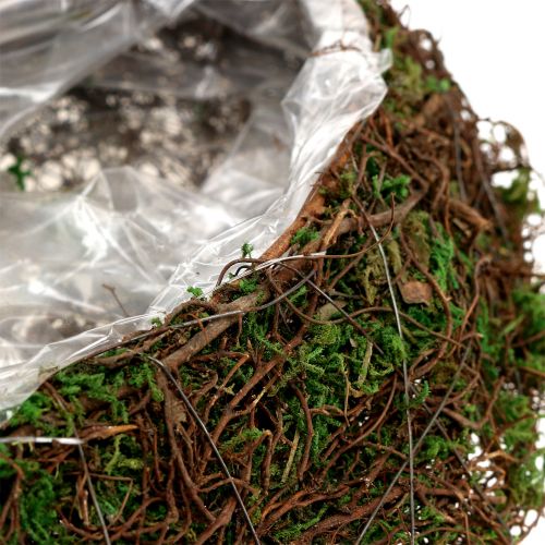 Floristik24 Plant golfmos met rank 28cm x30cm