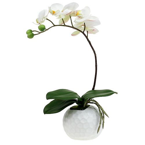 Floristik24 Phalaenopsis crème in keramieken pot 33cm