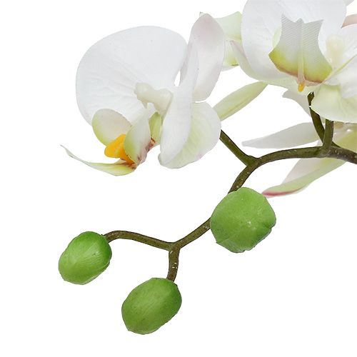 Artikel Phalaenopsis crème in keramieken pot 33cm