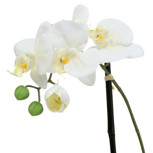 Artikel Phalaenopsis wit in schaal bloemdecoratie H38cm