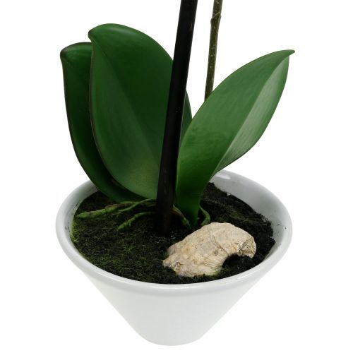 Floristik24 Kunstmatige phalaenopsis paars-wit in schaal H38cm