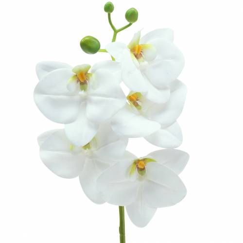 Floristik24 Orchidee kunsttak Phaelaenopsis wit H49cm