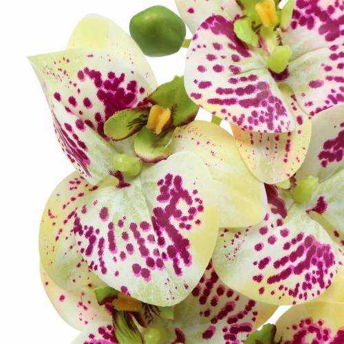Artikel Orchidee kunsttak Phaelaenopsis Groen Roze H49cm
