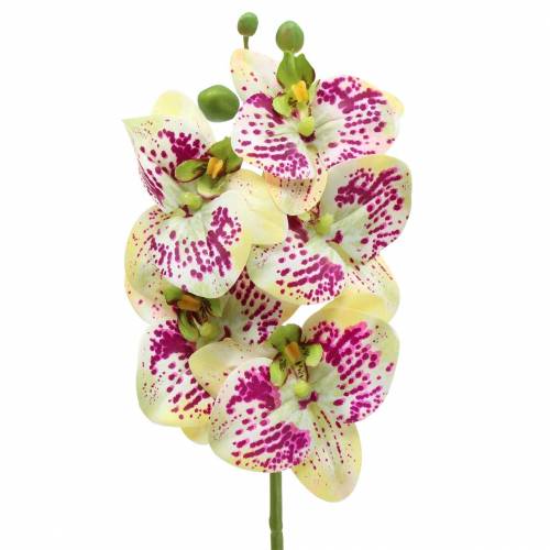 Artikel Orchidee kunsttak Phaelaenopsis Groen Roze H49cm