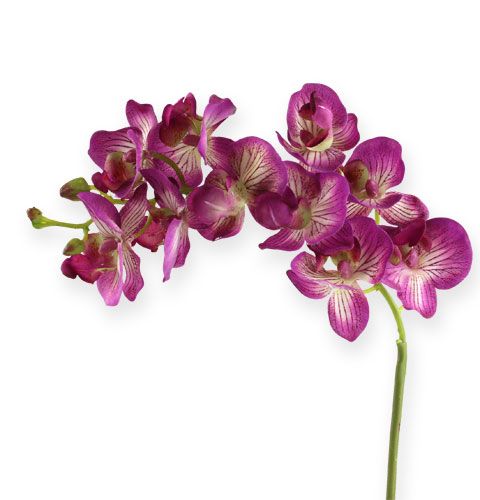 Floristik24 Orchidee Phalaenopsis Paars-Crème 62cm