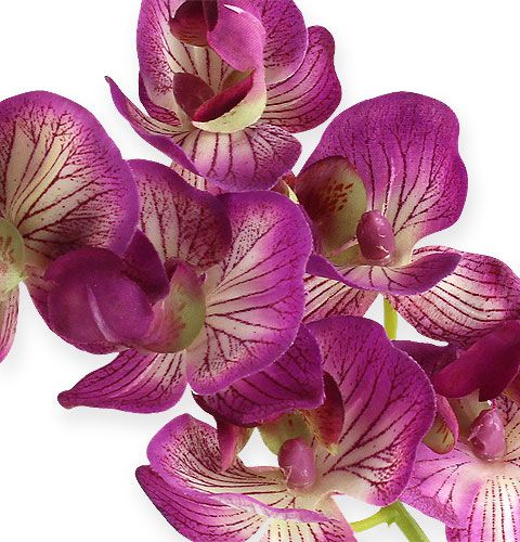 Artikel Orchidee Phalaenopsis Paars-Crème 62cm