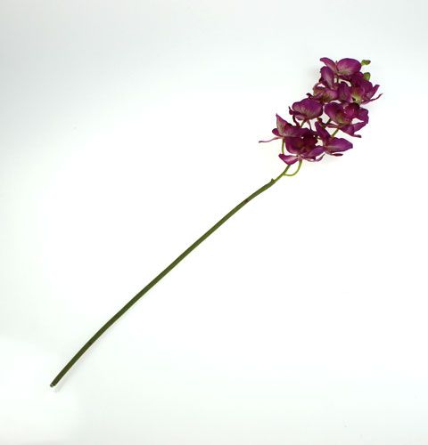 Floristik24 Orchidee Phalaenopsis Paars-Crème 62cm