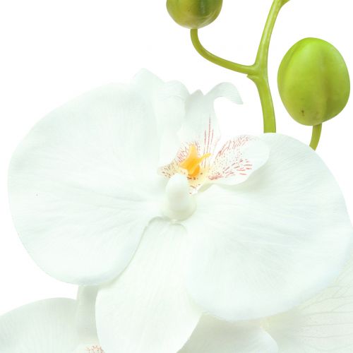 Floristik24 Orchidee Phalaenopsis kunstwit 80cm