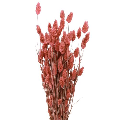 Floristik24 Phalaris Glanzend Gras Gedroogde Bloemen Roze 64cm 70g × 2st