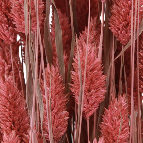 Floristik24 Phalaris Glanzend Gras Gedroogde Bloemen Roze 64cm 70g × 2st