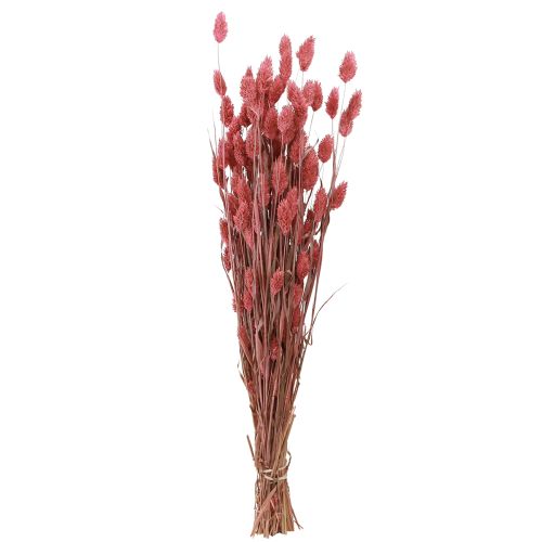 Floristik24 Phalaris Glanzend Gras Gedroogde Bloemen Roze 64cm 70g × 2st