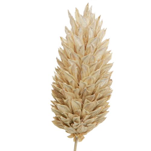 Floristik24 Phalaris kanariegras gedroogde bloemen wit L64cm 75gx2st