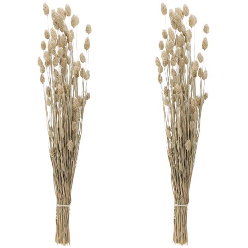 Floristik24 Phalaris kanariegras gedroogde bloemen wit L64cm 75gx2st
