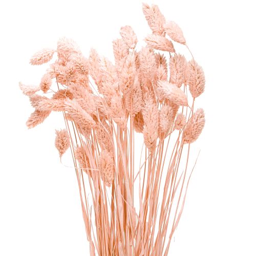Artikel Phalaris roze glanzend gras gedroogd droog decoratie 65cm 60g