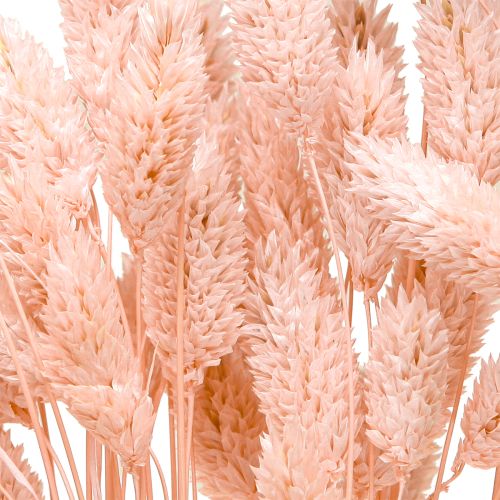 Artikel Phalaris roze glanzend gras gedroogd droog decoratie 65cm 60g
