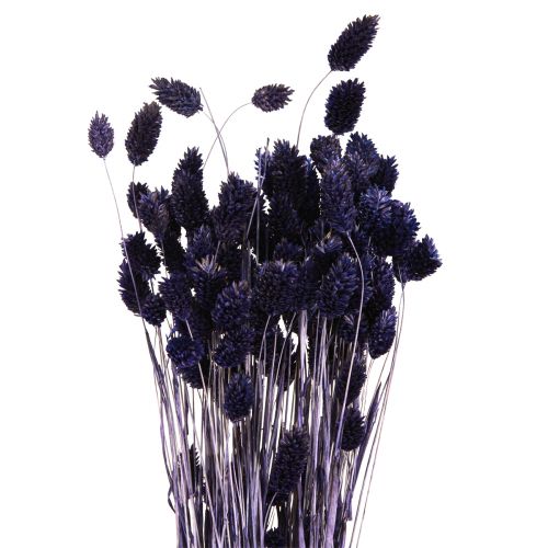 Floristik24 Phalaris Violet Gedroogd Gras Glanzend Gras 50-55cm 100g