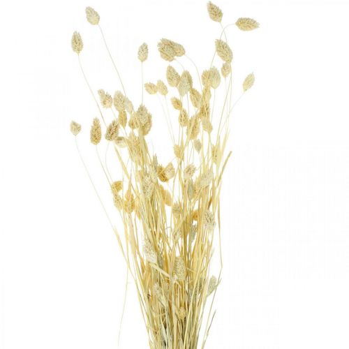 Phalaris gras, bos gedroogde bloemen, gedroogd glanzend gras, gebleekt L30–60cm 50g