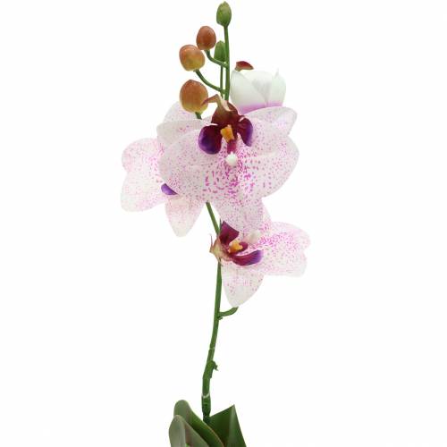 Floristik24 Orchidee phaleanopsis kunstmatig wit, paars 43cm