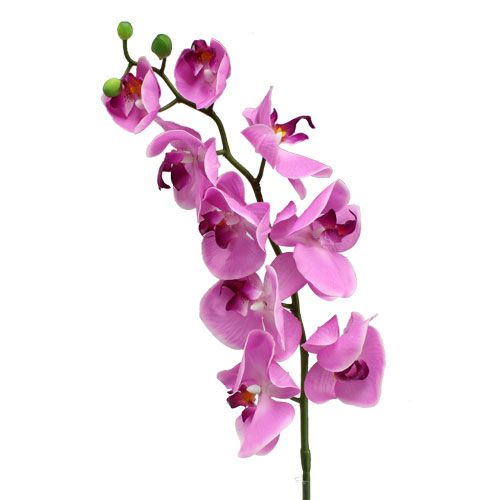 Floristik24 Orchidee Phalaenopsis Roze 77cm