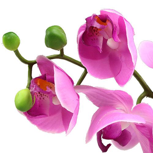 Floristik24 Orchidee Phalaenopsis Roze 77cm