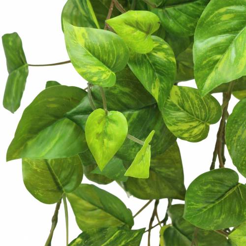Artikel Philodendronhanger 80cm