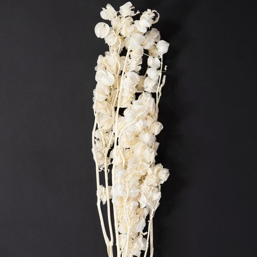 Physalis gedroogde gebleekte lantaarnbloemdecoratie Nicandra 75-80cm 100g
