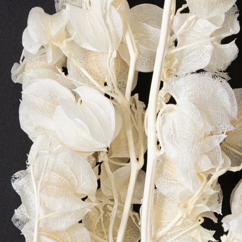 Floristik24 Physalis gedroogde gebleekte lantaarnbloemdecoratie Nicandra 75-80cm 100g