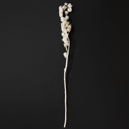 Artikel Physalis gedroogde gebleekte lantaarnbloemdecoratie Nicandra 75-80cm 100g