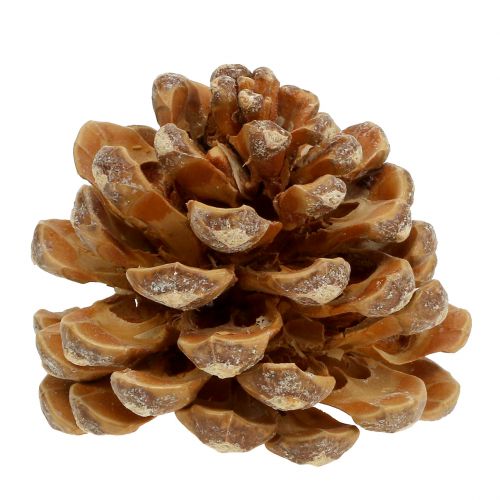Artikel Dennenappels Pinus Pinea kegels creme gemengd 5-18cm 25st