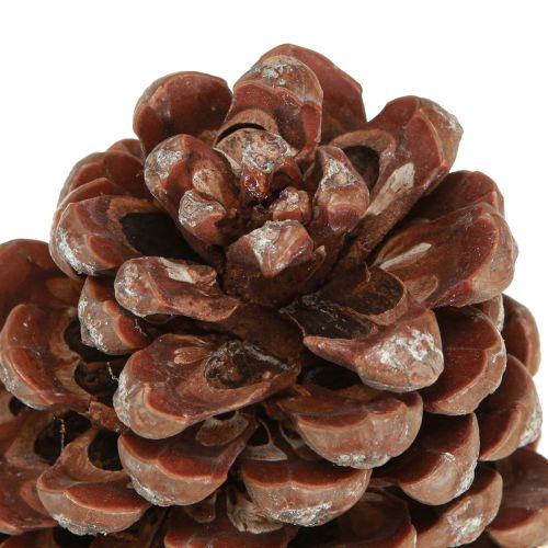 Artikel Dennenappels naturel grote decoratieve dennenappels 8-9cm 3 st