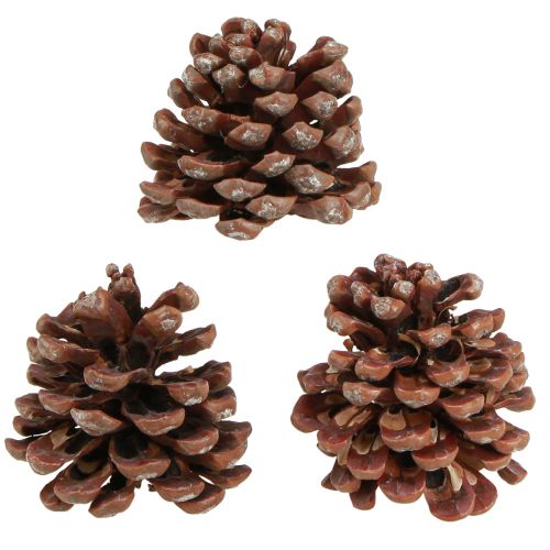 Artikel Dennenappels naturel grote decoratieve dennenappels 8-9cm 3 st