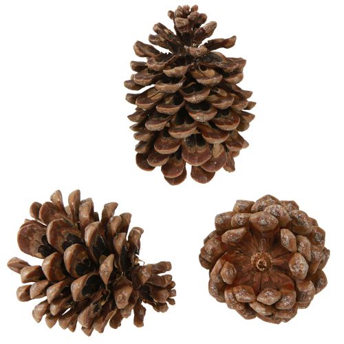 Artikel Pinus Pinea Echte Kegels Groot Naturel Grenen H10-12cm 50 st