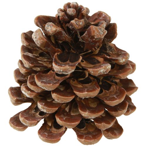 Artikel Pinus Pinea Medium Dennenappels Naturel 8-10cm 50 st