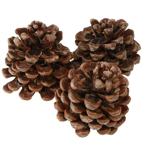 Artikel Pinus Pinea Medium Dennenappels Naturel 8-10cm 50 st