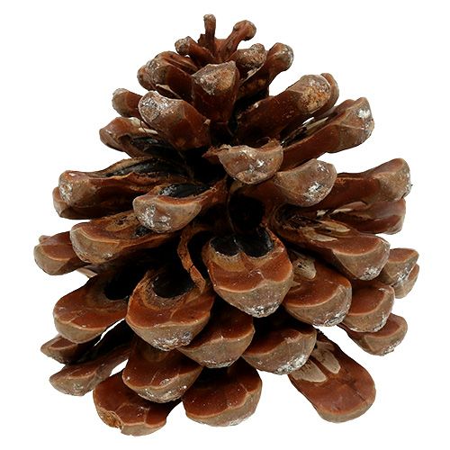 Artikel Pinus Pinea medium 10/14cm naturel 50st